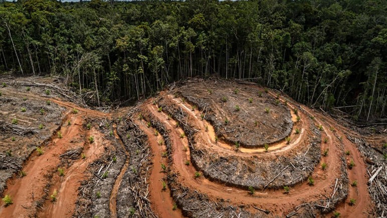 El impacto de la deforestación en el cambio climático